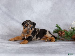 Mixed Breed dogs Merry - Ad 3