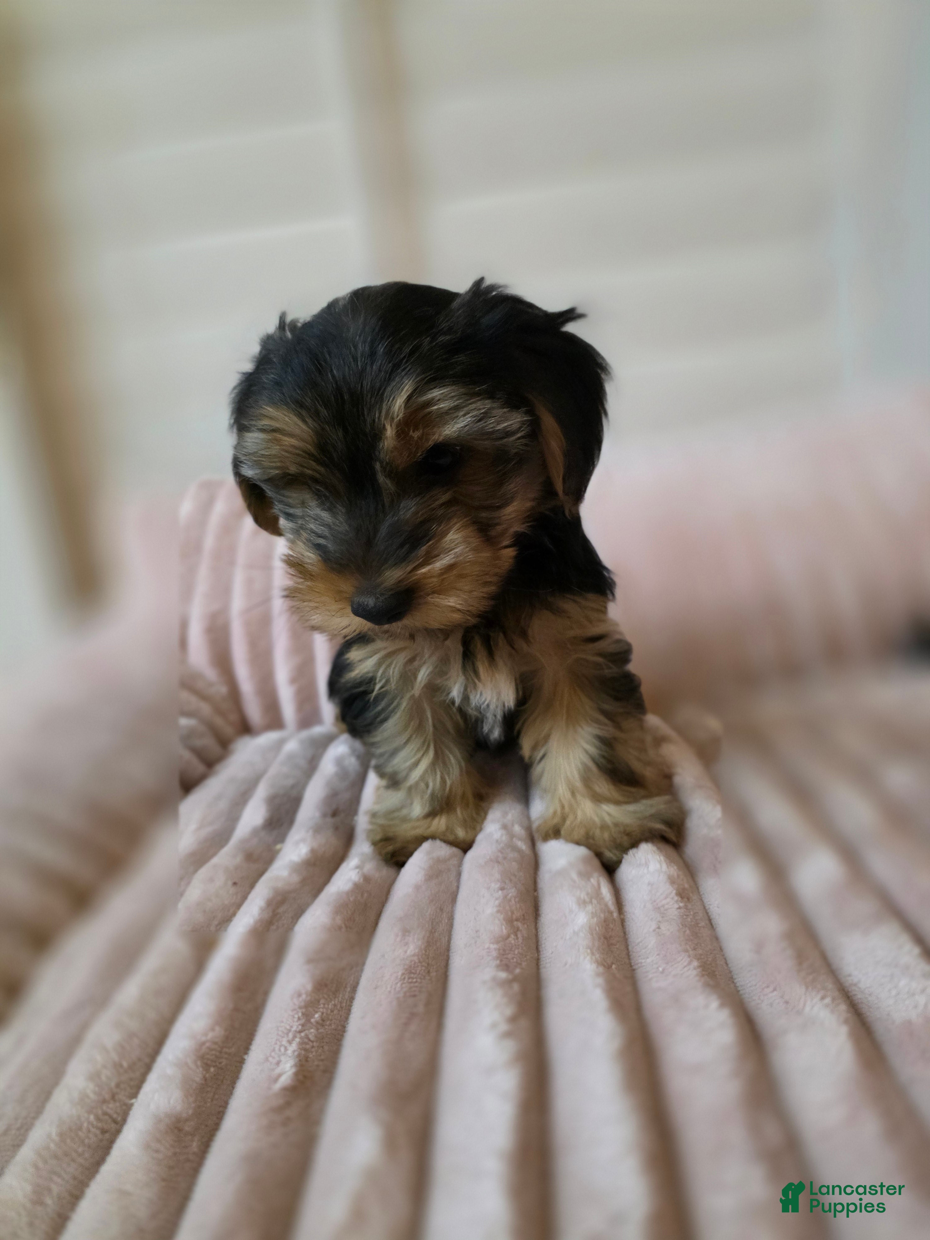 Yorkshire Terrier dogs COPPER - Ad 25