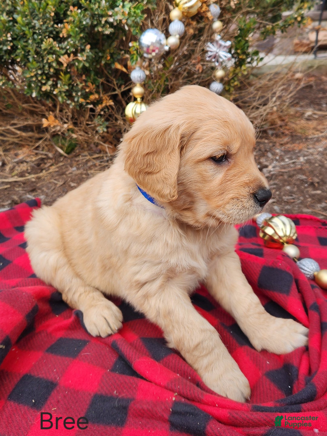 Golden Retriever dogs for sale: Bree - Ad 2