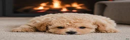 Miniature Poodle dogs for sale: Tucker - Ad 3