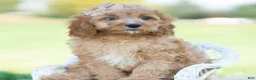 Cavapoo dogs for sale: Whiskey - Ad 6