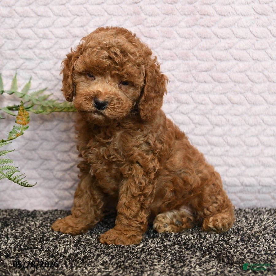 Cockapoo dogs Reggie - Ad 1