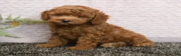 Cockapoo dogs for sale: Reggie - Ad 1