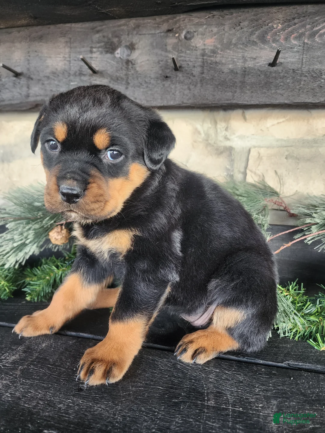 Rottweiler dogs for sale: Bailey  - Ad 1