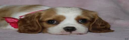 Cavalier King Charles Spaniel dogs for sale: LIBERTY - Ad 1