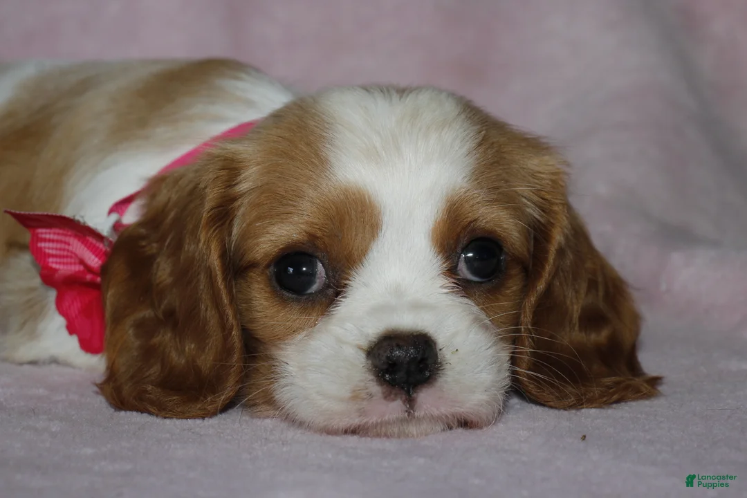 Cavalier King Charles Spaniel dogs for sale: LIBERTY - Ad 1