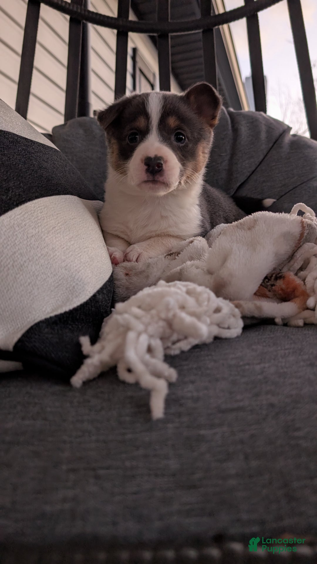 Mixed Breed dogs for sale: Comet - Ad 2