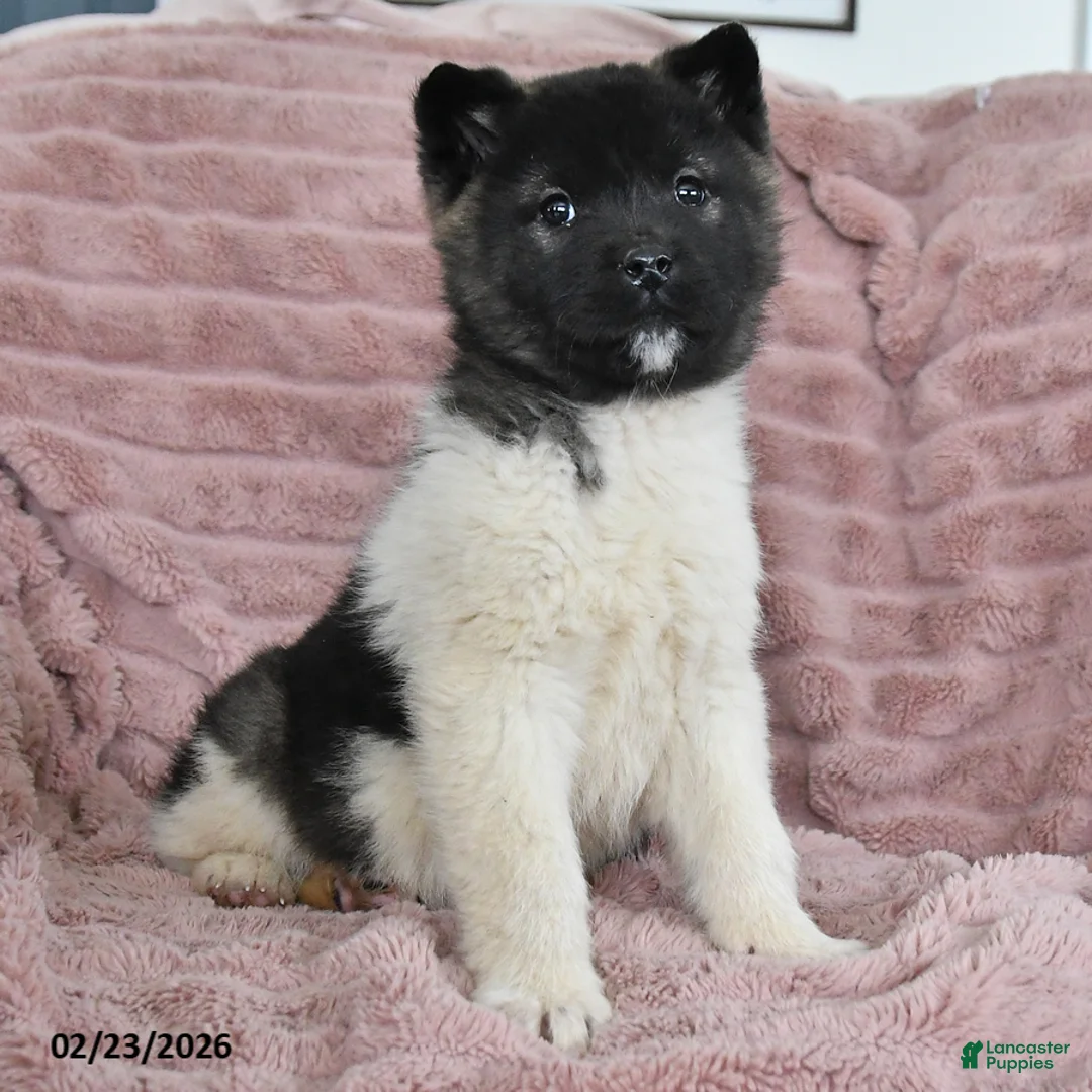 Akita dogs for sale: Fancy - Ad 1