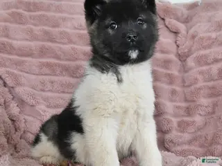 Akita dogs for sale: Fancy - Ad 2