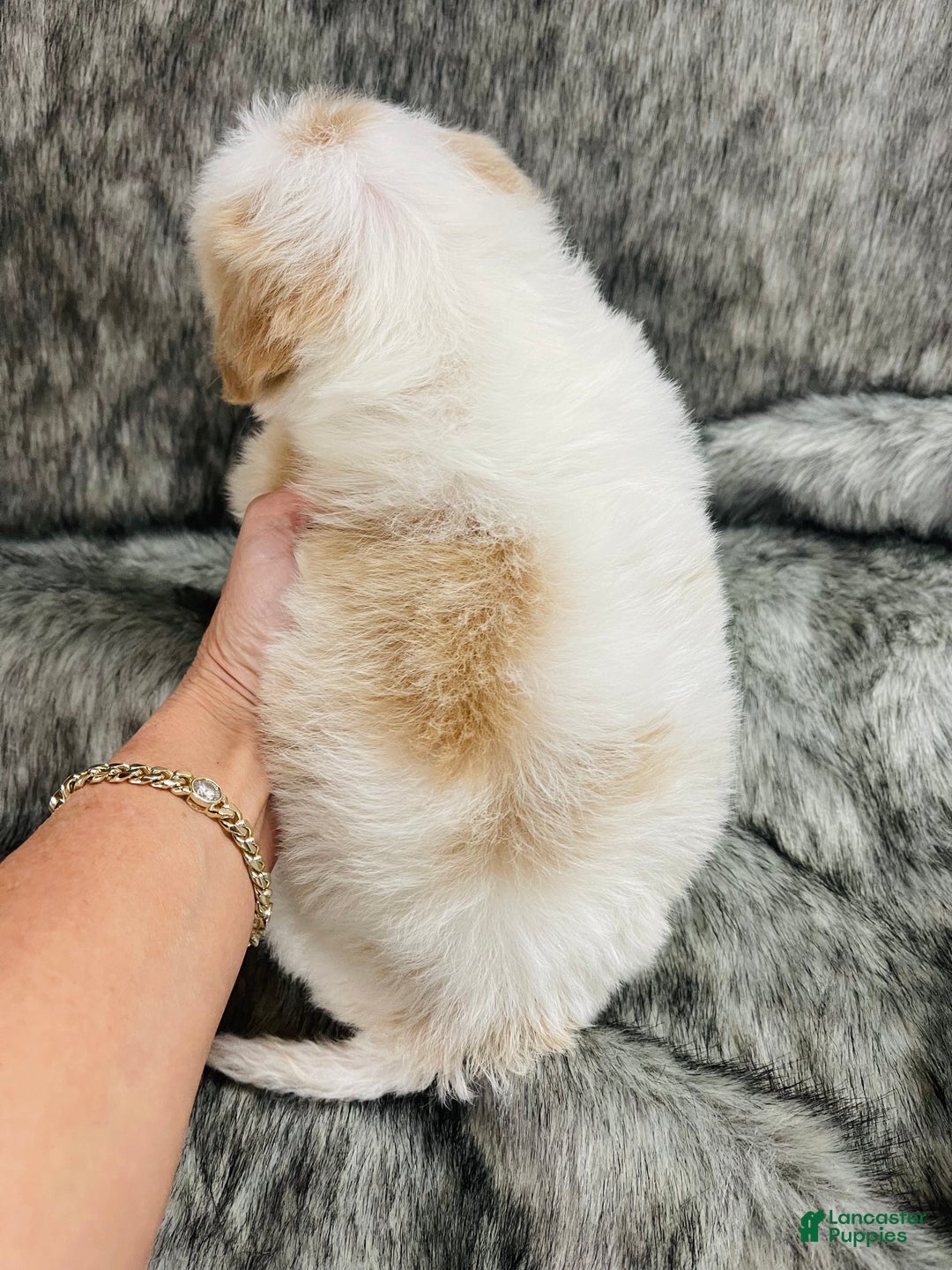 Mixed Breed dogs for sale: peaches and cream - Ad 2