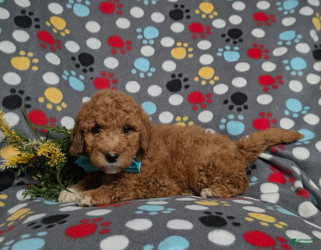 Goldendoodle dogs for sale: Ferguson Hypoallergenic - Ad 4