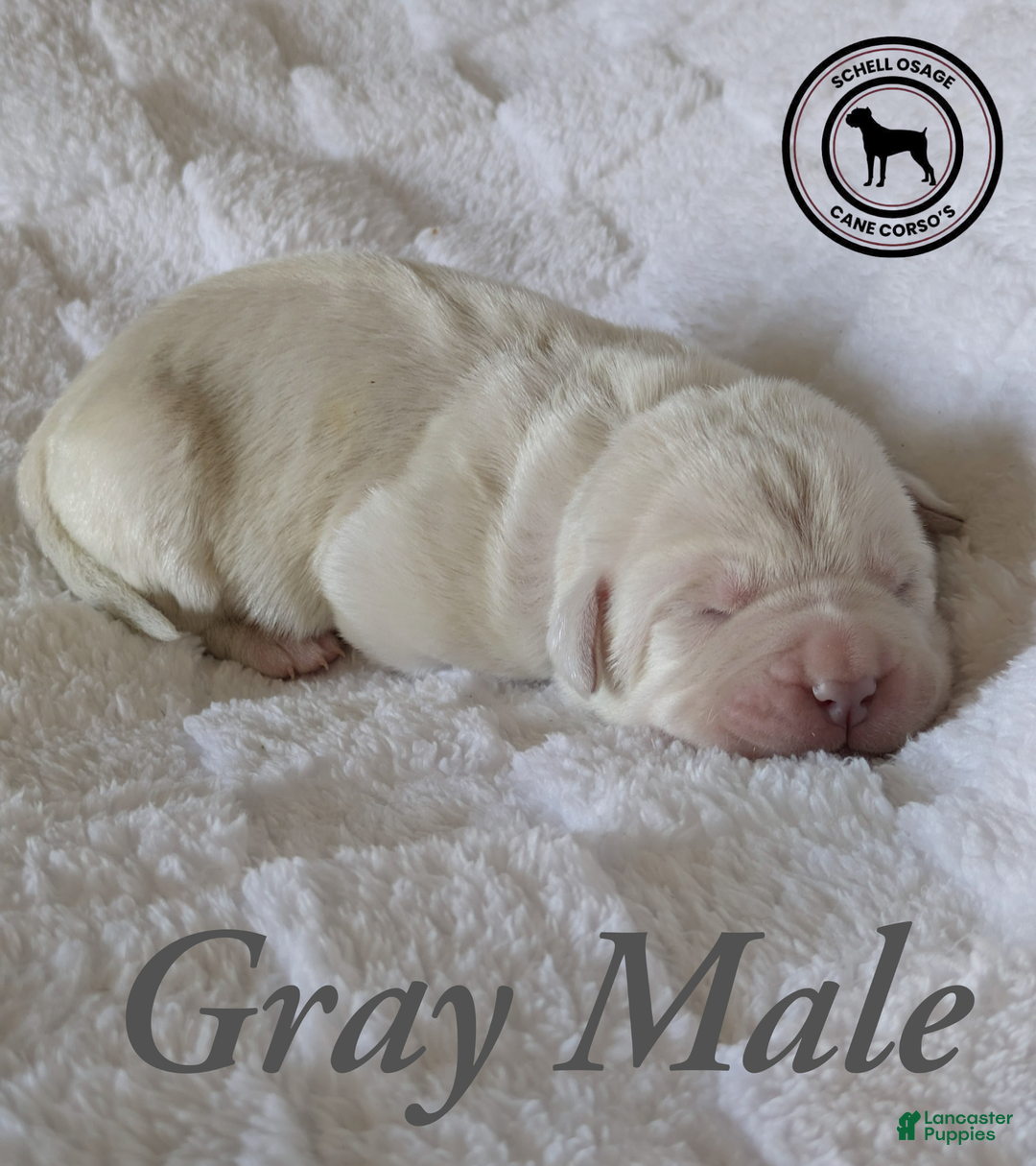 Cane Corso dogs for sale: Gray  - Ad 5