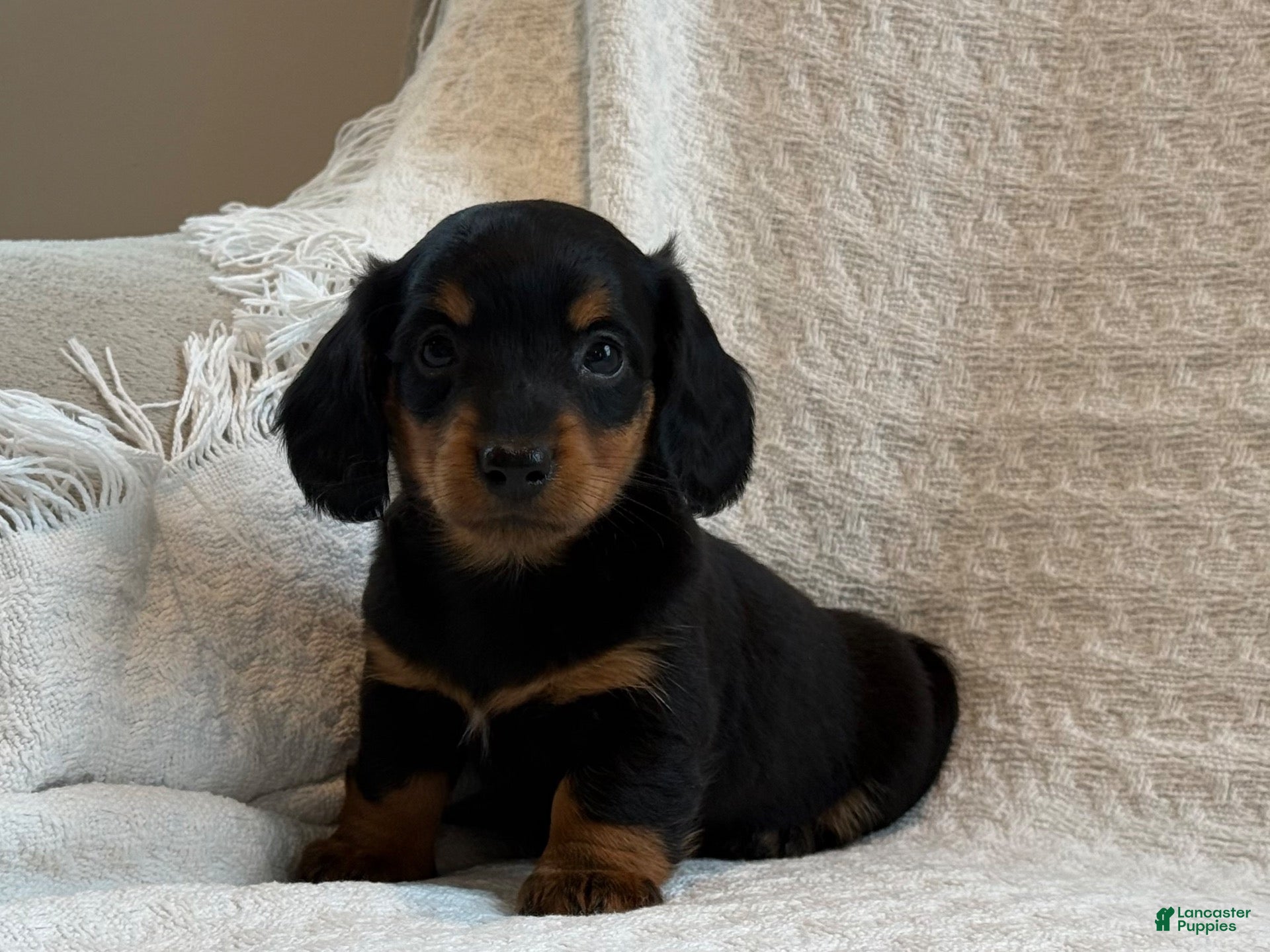 Miniature Dachshund dogs Alexis - Ad 2