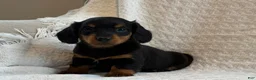 Miniature Dachshund dogs for sale: Alexis - Ad 2