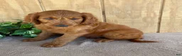 Goldendoodle dogs for sale: Gavin - Ad 5