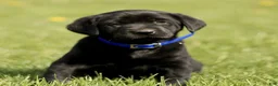 Labrador Retriever dogs for sale: Kassidy  - Ad 3