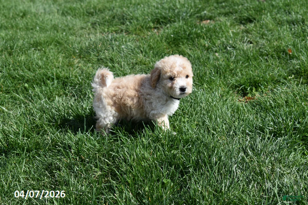 Bichpoo dogs for sale: Brady - Ad 1