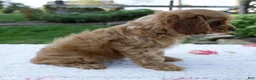 Cavapoo dogs for sale: Echo - Ad 5