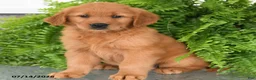 Golden Retriever dogs for sale: Nellie - Ad 2