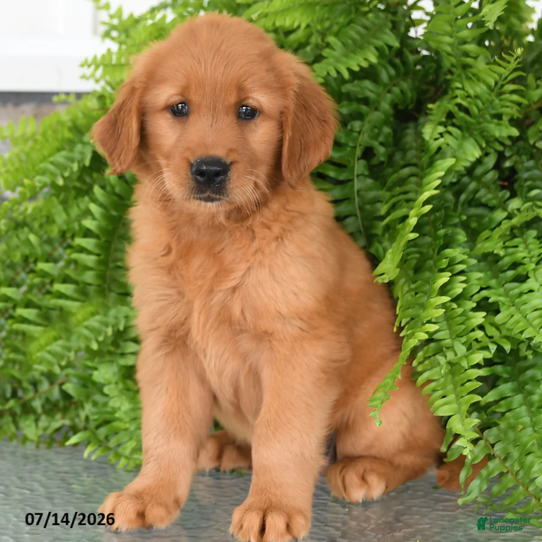 Golden Retriever dogs for sale: Nellie - Ad 2