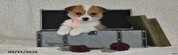 Welsh Corgi Pembroke dogs for sale: Juliet - Ad 2