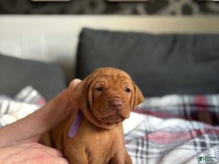 Vizsla dogs - Ad 6