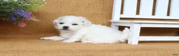 Bichon Frise dogs for sale: Aiden - Ad 4