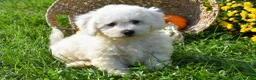 Bichon Frise dogs for sale: Tucker 🦴 - Ad 4