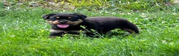 Rottweiler dogs for sale: Rottweiler 1 - Ad 7