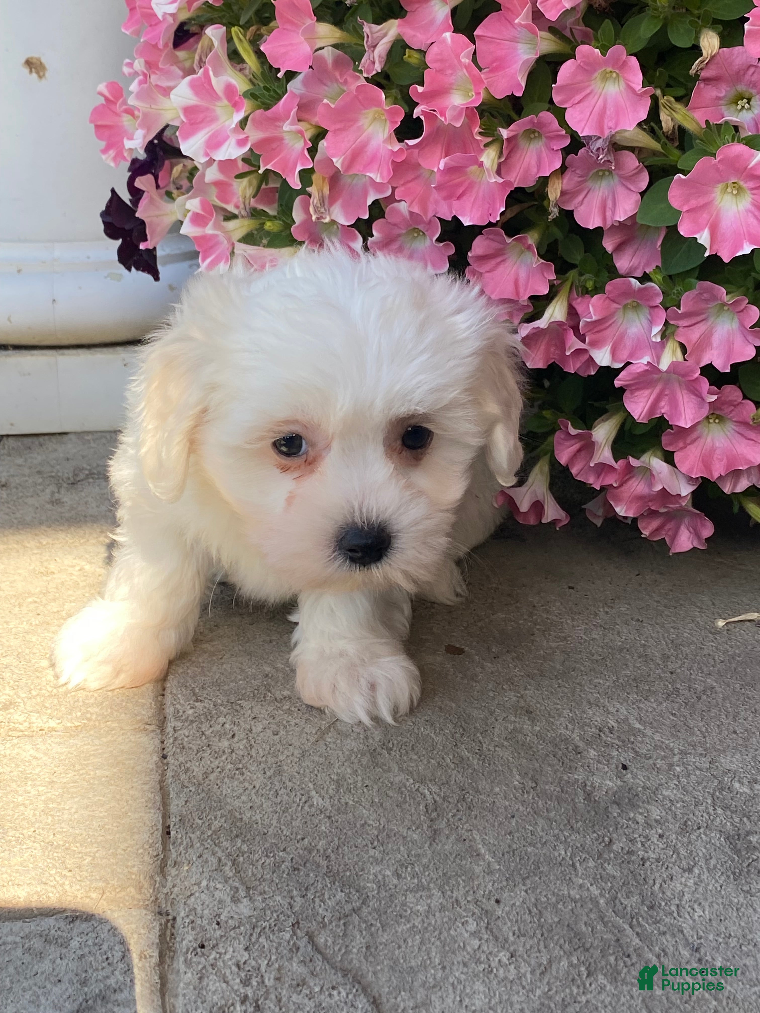 Coton De Tulear dogs Chloe  - Ad 14