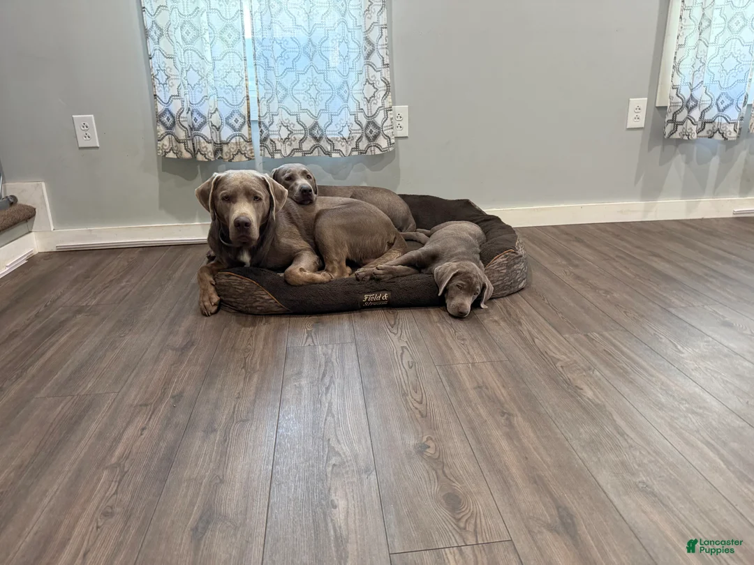 Labrador Retriever dogs for sale: Fanta - Ad 2