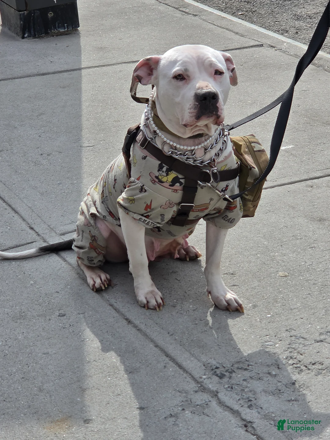 Mixed Breed dogs for sale: Mixed Breed Puppy 1 - Ad 3