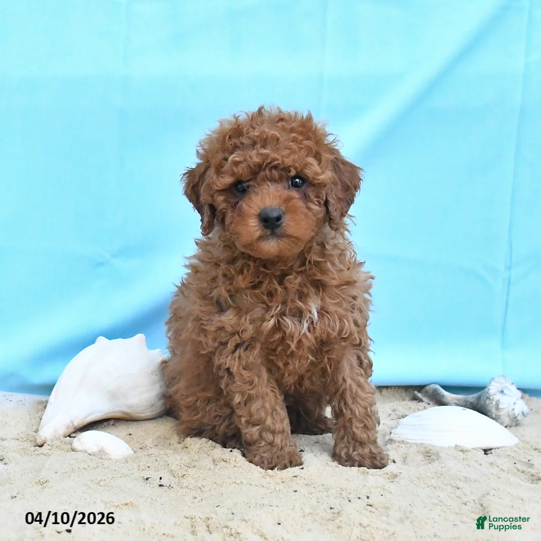 Yorkiepoo dogs for sale: Charm  - Ad 2