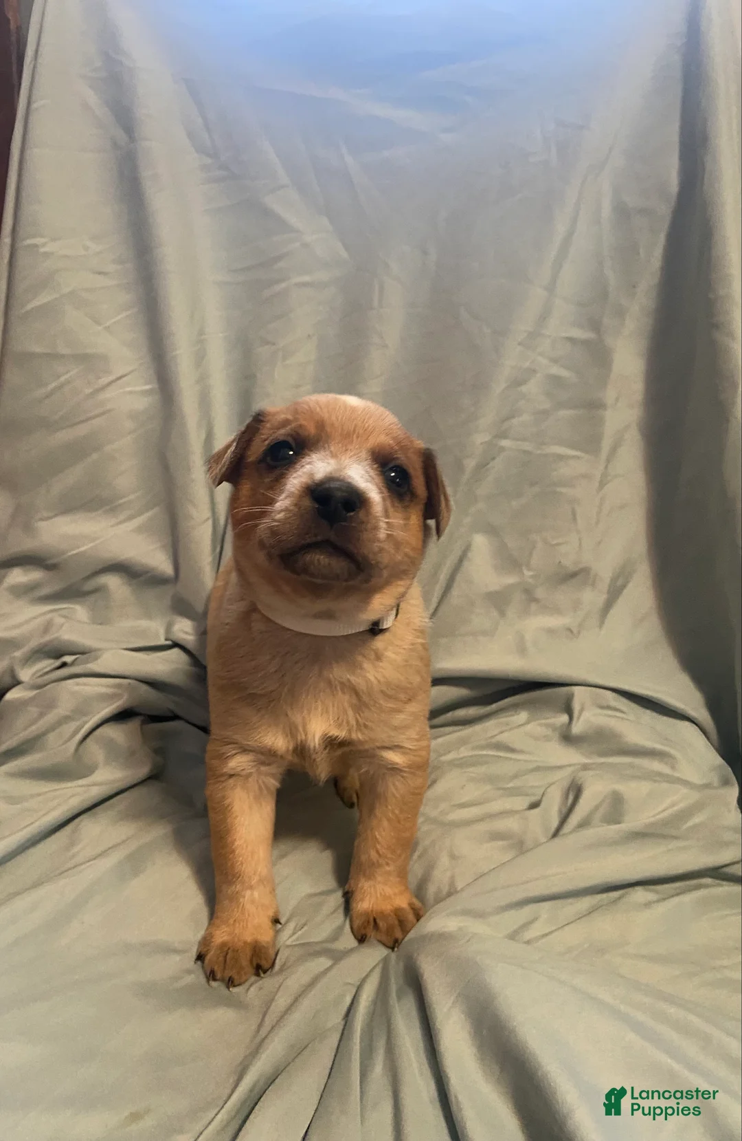 Australian Cattle Dog dogs for sale: Australian Cattle Dog Puppy 2 - Ad 1