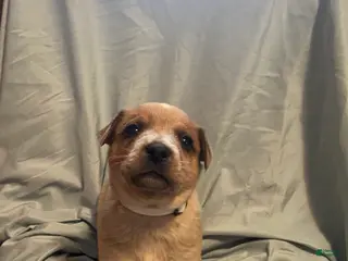 Australian Cattle Dog dogs Australian Cattle Dog Puppy 2 - Ad 40