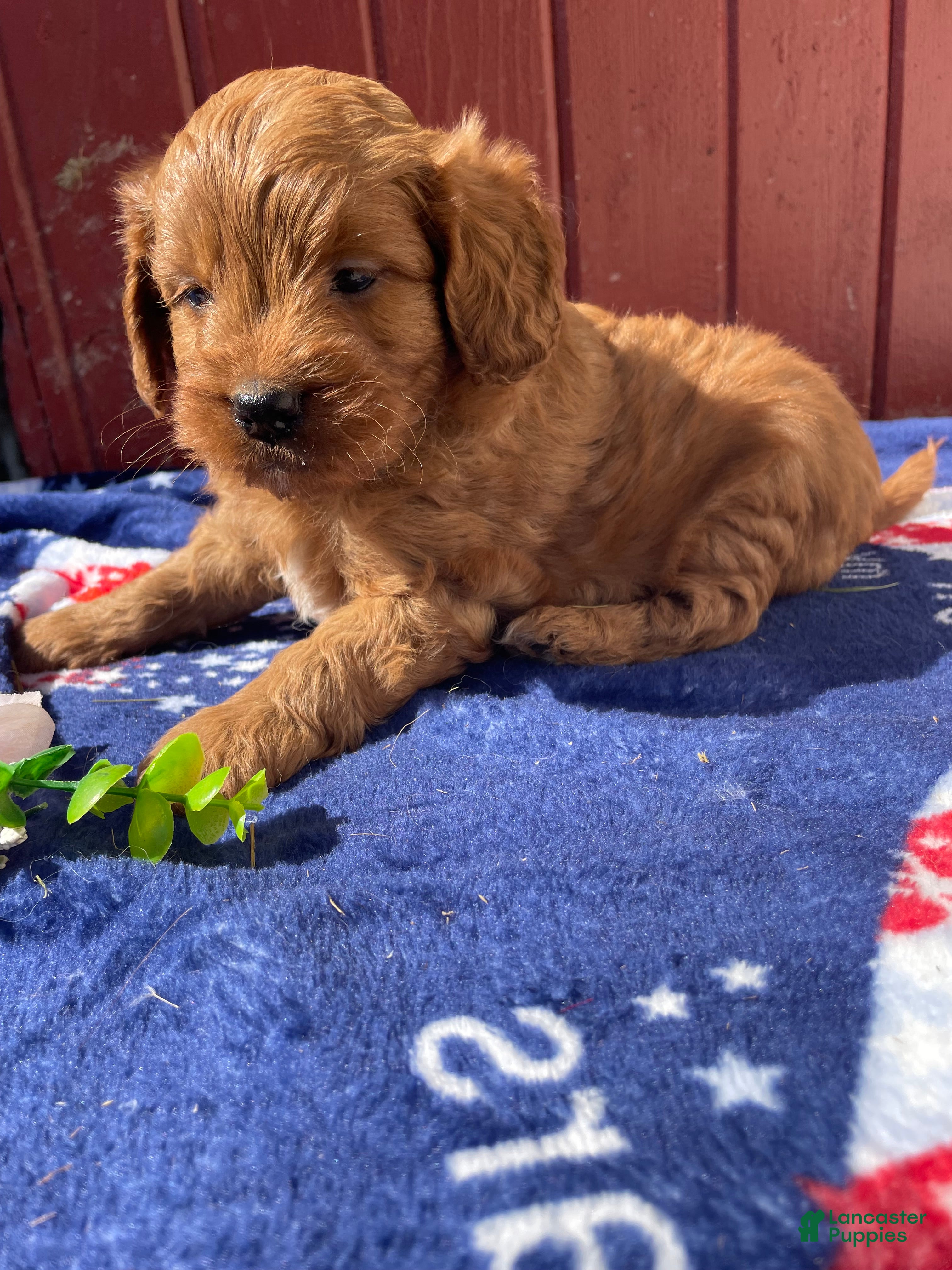 Mini Goldendoodle dogs Goldie - Ad 10