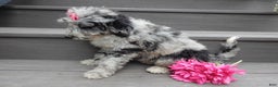 Sheepadoodle dogs for sale: Myla (medium) - Ad 4