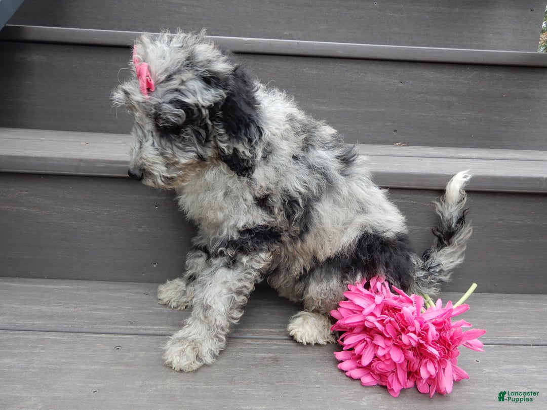 Sheepadoodle dogs for sale: Myla (medium) - Ad 4