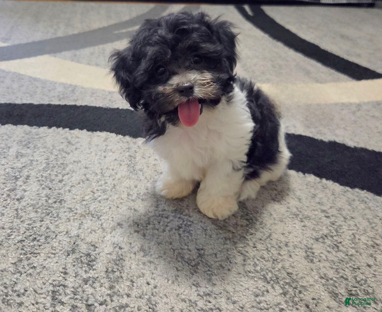 Teddy Bear dogs Shawn - Ad 1