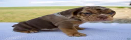Beabull dogs for sale: Sadie - Ad 3