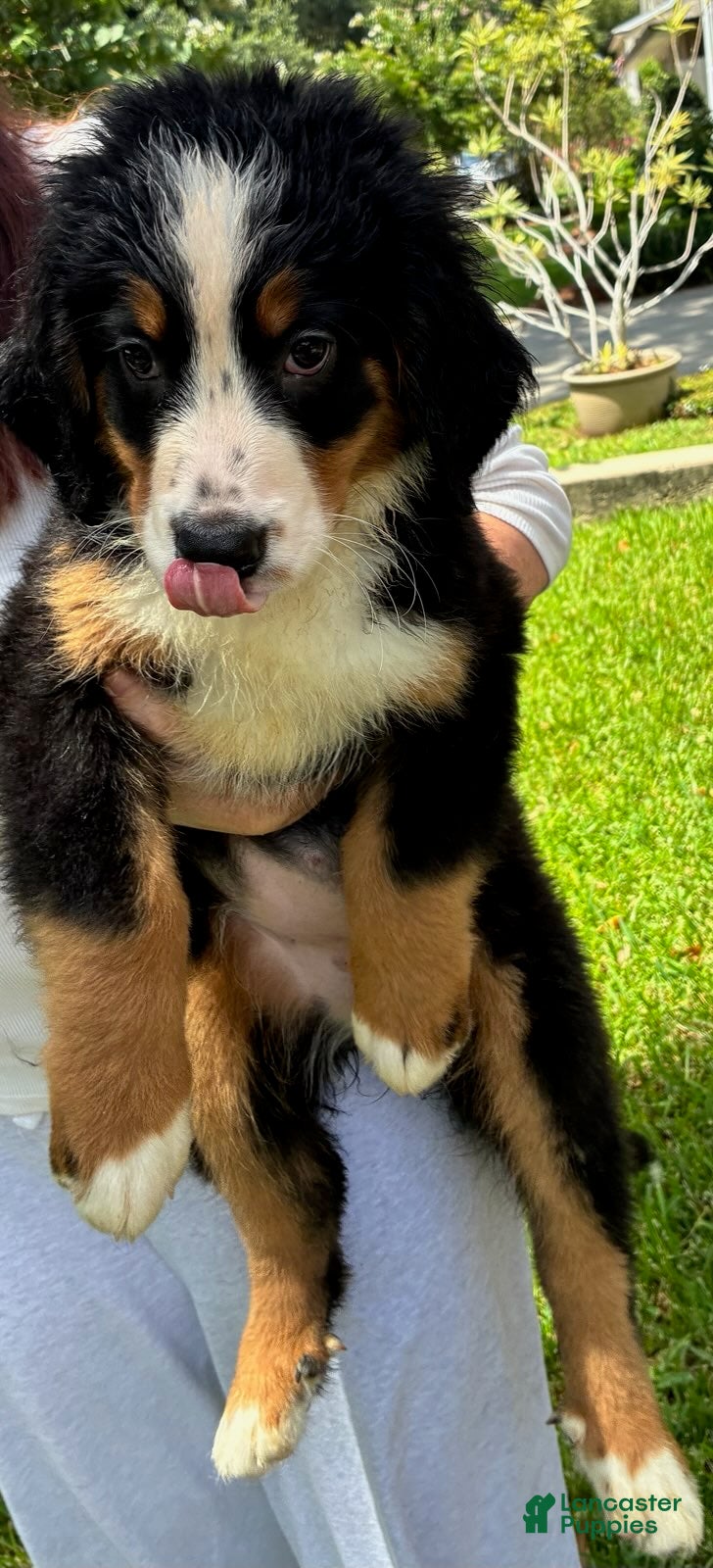 Bernese Mountain Dog dogs Lolly - Ad 1
