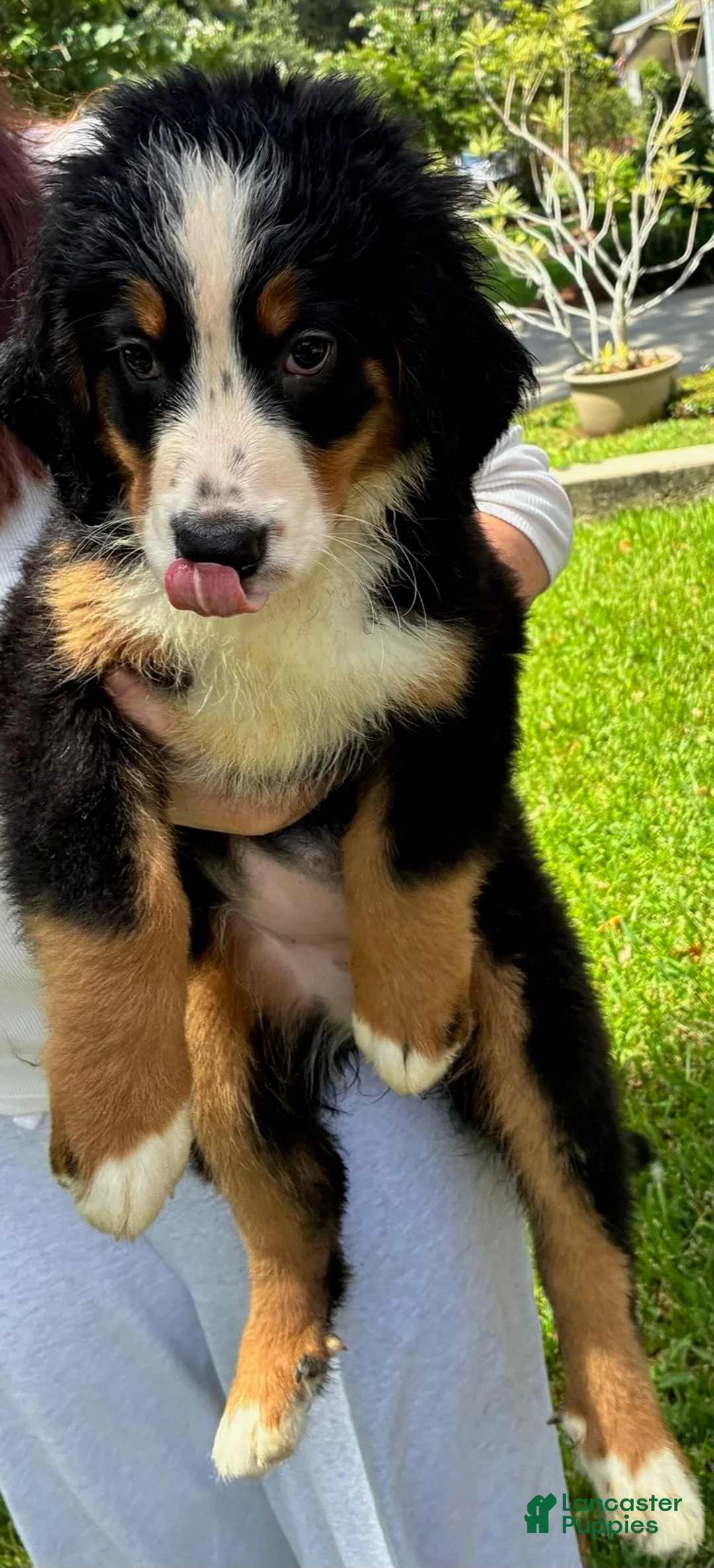 Bernese Mountain Dog dogs for sale: Lolly - Ad 1