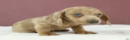 Miniature Dachshund dogs for sale: Sterling 🤍 - Ad 7