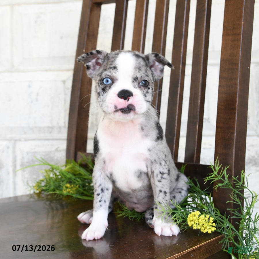 Boston Terrier dogs Izza - Ad 1