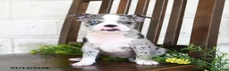Boston Terrier dogs for sale: Izza - Ad 1