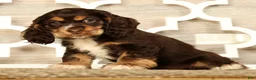 Cocker Spaniel dogs for sale: Lucy - Ad 3