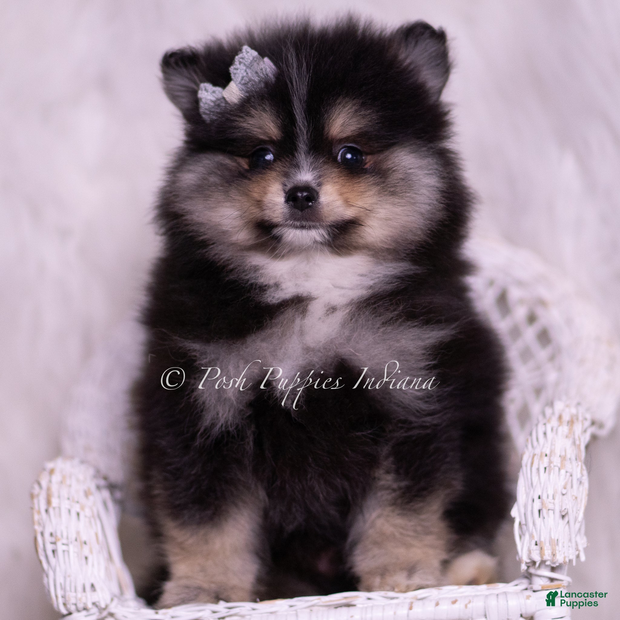 Pomeranian dogs Pear - Ad 20