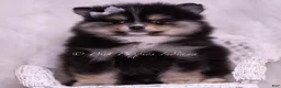 Pomeranian dogs for sale: Pear - Ad 1