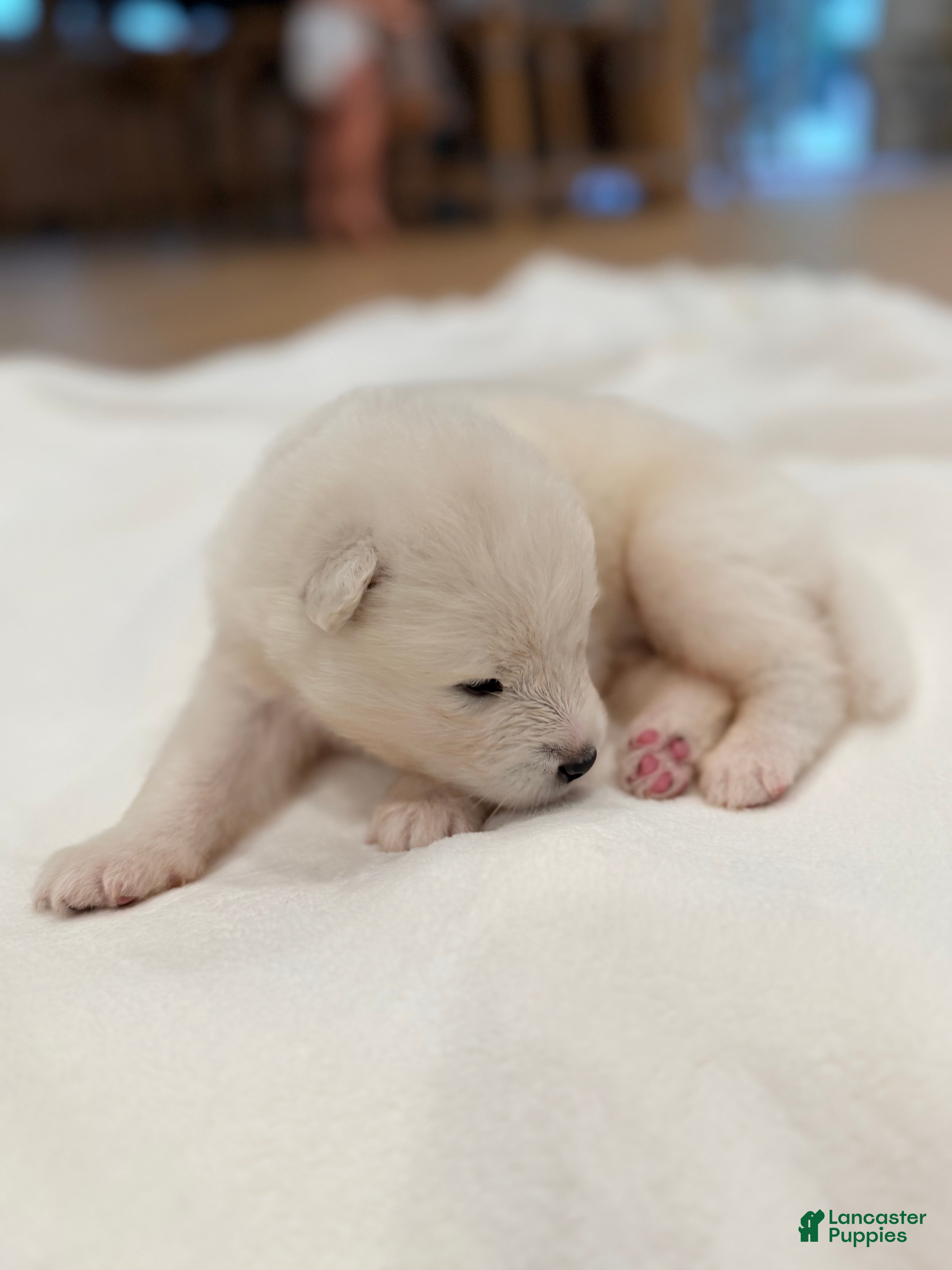Samoyed dogs Ron - Ad 2