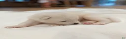 Samoyed dogs for sale: Ron - Ad 2